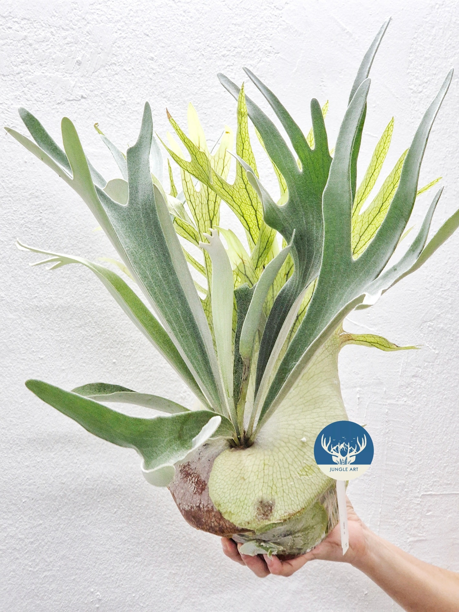 Platycerium Akki