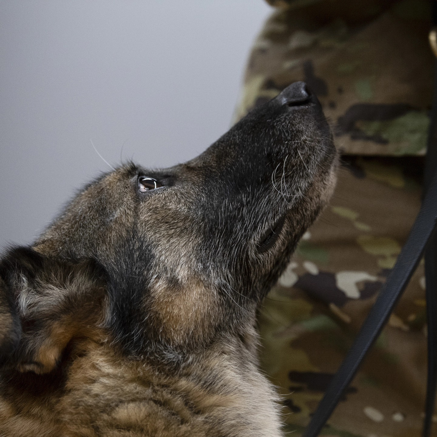 March Air Reserve Base - Happy National Puppy Day from March Air ...