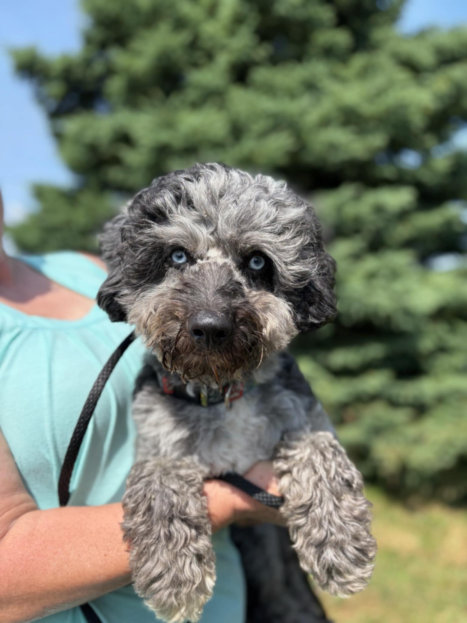 🚨 NEW ARRIVAL ALERT 🚨 Say hello to... - Helping Paws Rescue | Facebook