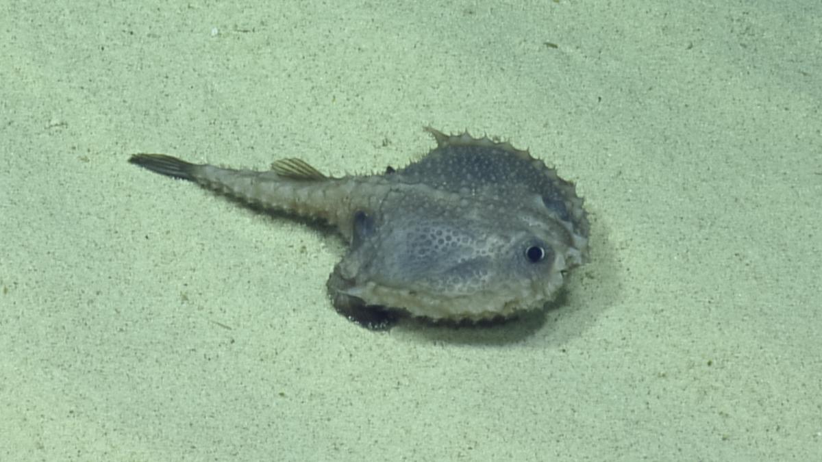 Nautilus - #FishFriday: The #batfish is a member of the #anglerfish ...