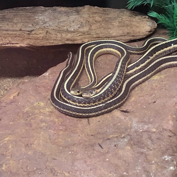 Illustration of Hibernating Snake Nutritional Needs