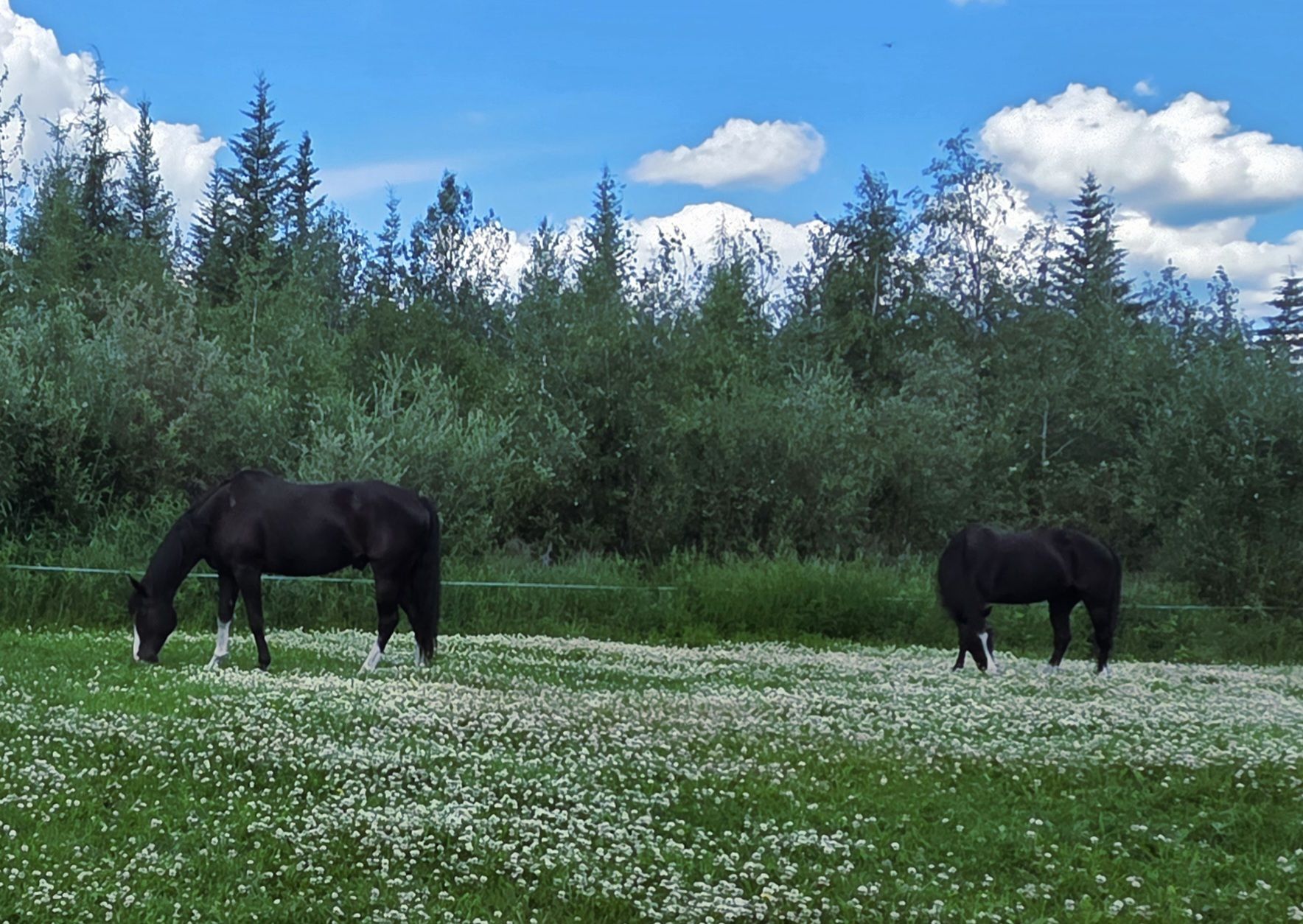Lazy Days Ranch | North Pole AK