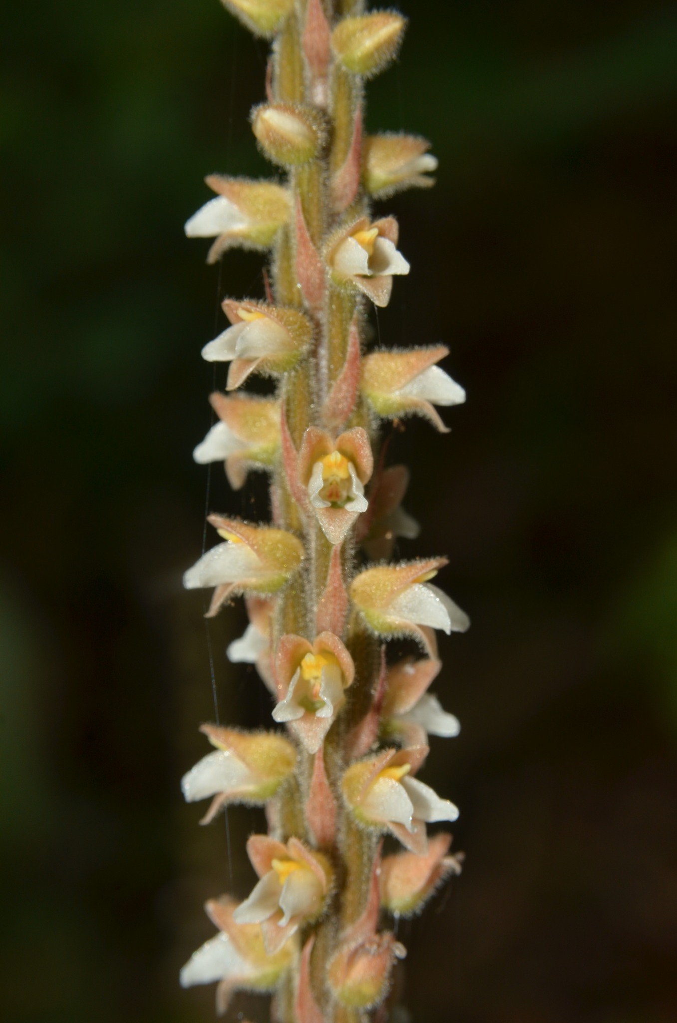 Biodiversity in Central Annamites | Tỉnh Thừa Thiên Huế