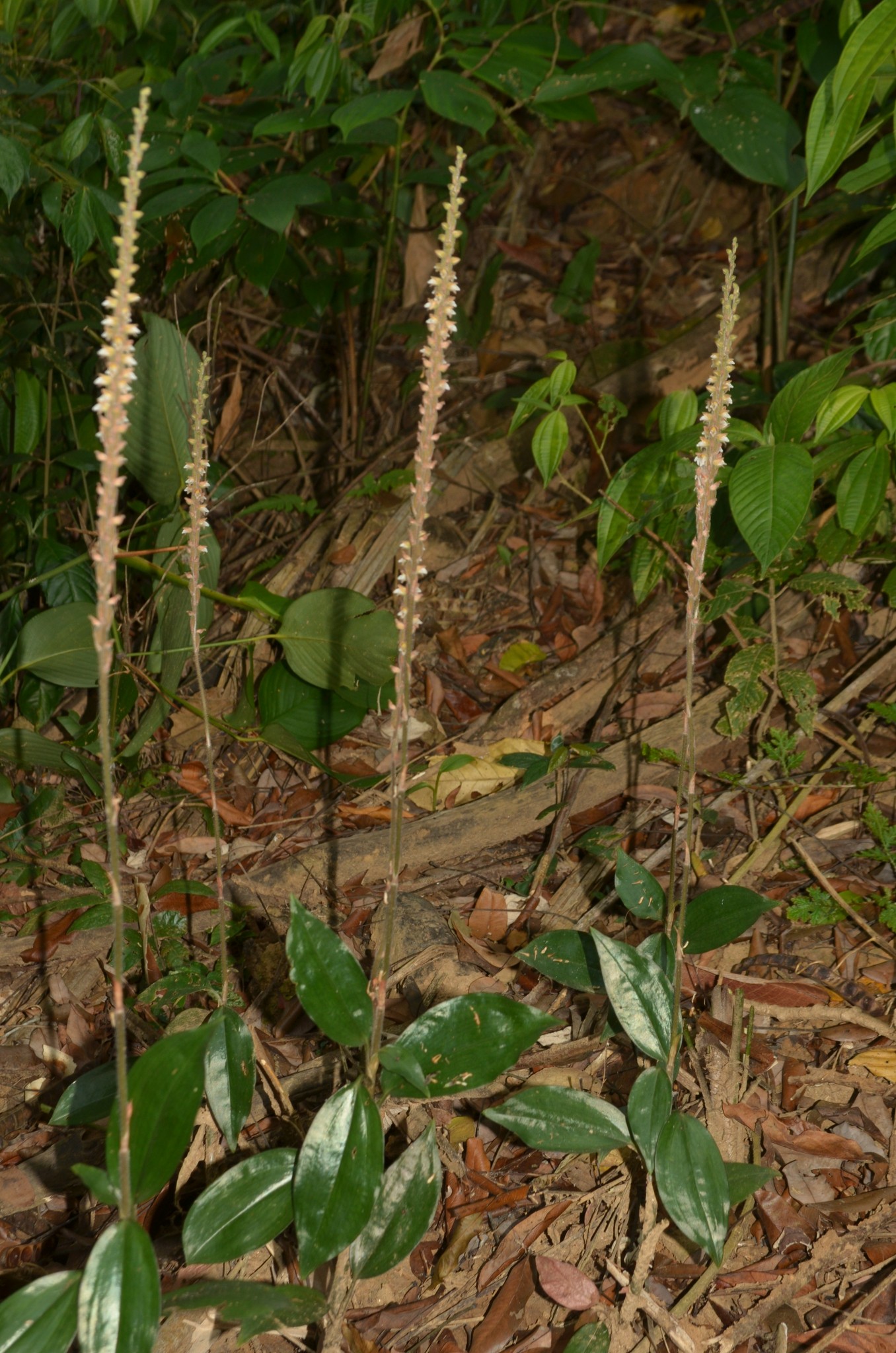 Biodiversity in Central Annamites | Tỉnh Thừa Thiên Huế