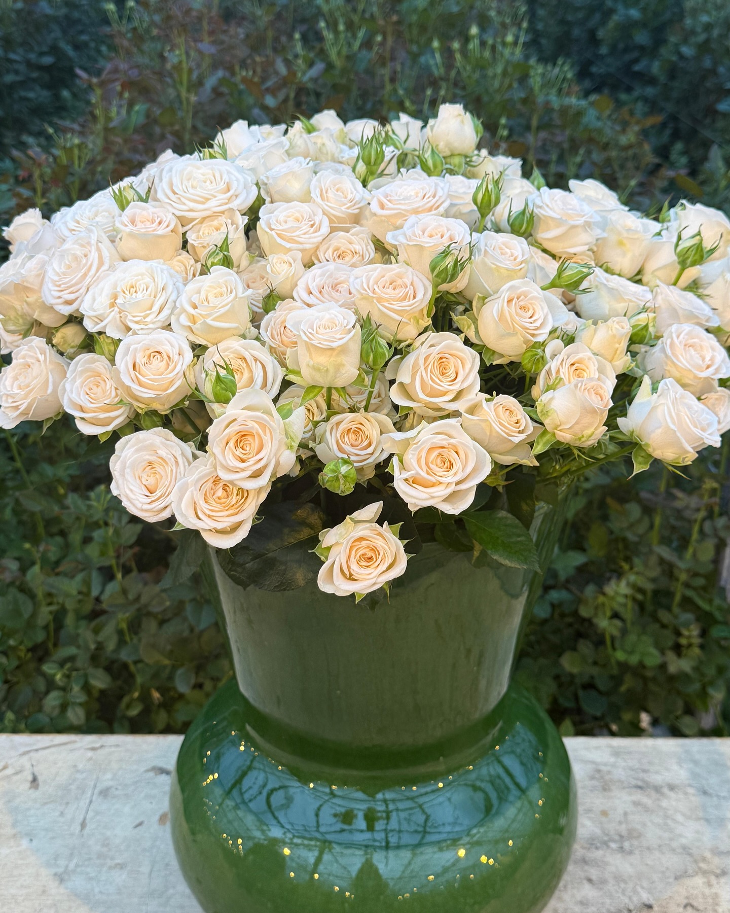 VOORN Spray Roses