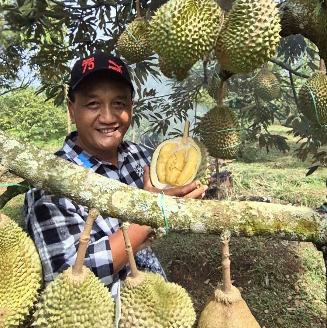 Paket lengkap teknik pemberian nutrisi dan pupuk lengkap pengisian buah ...