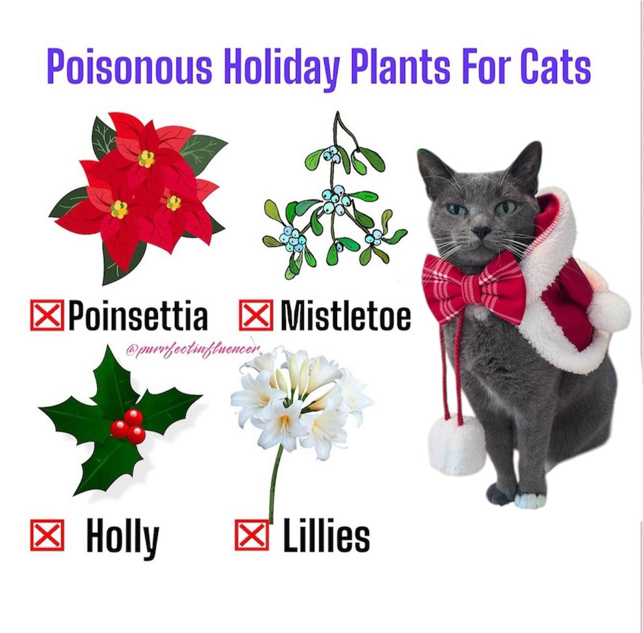 Stunning Holly Toxic To Cats image
