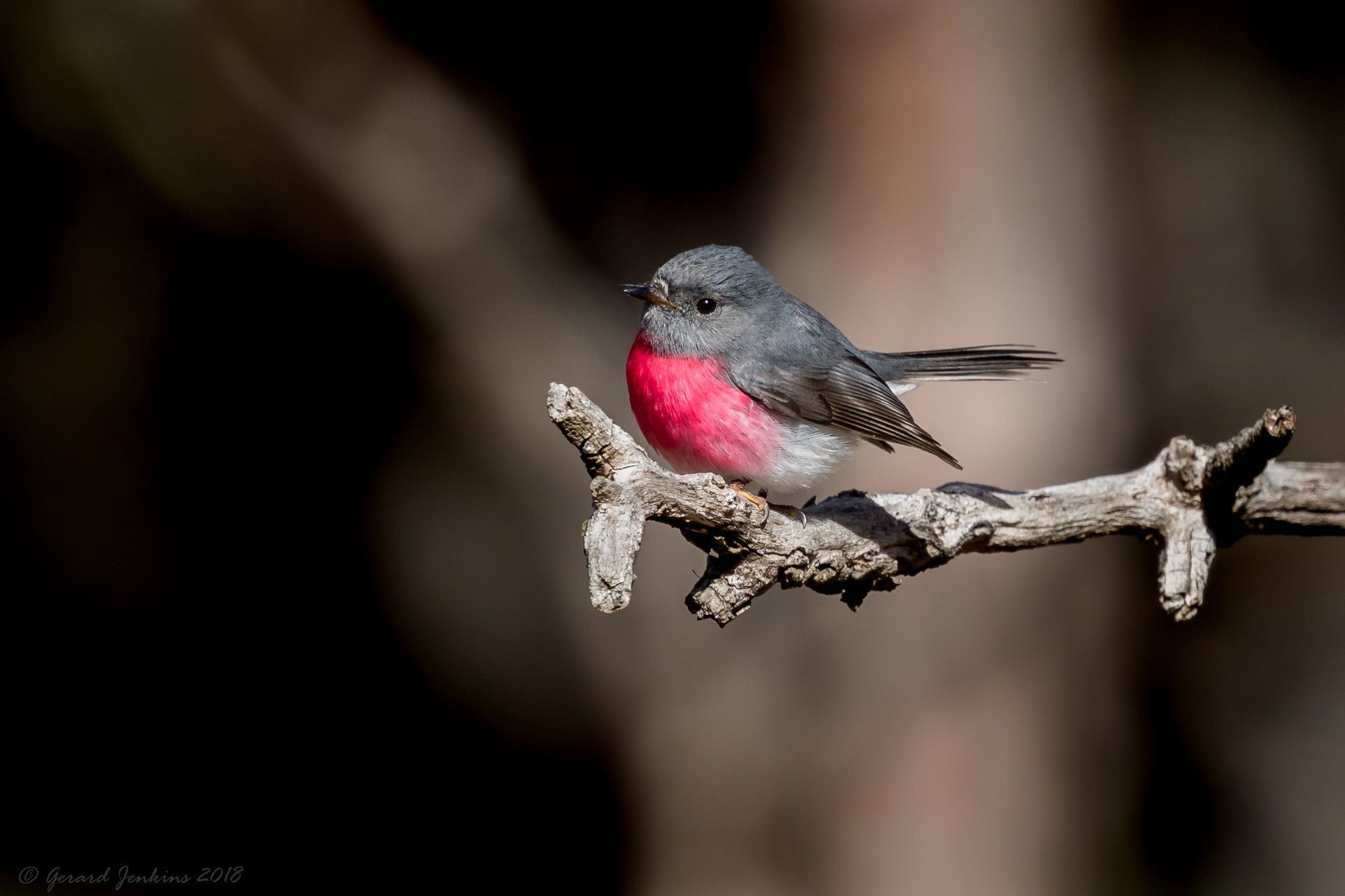 Canberra - I'm so excited to have photographed the beautiful Rose Robin ...