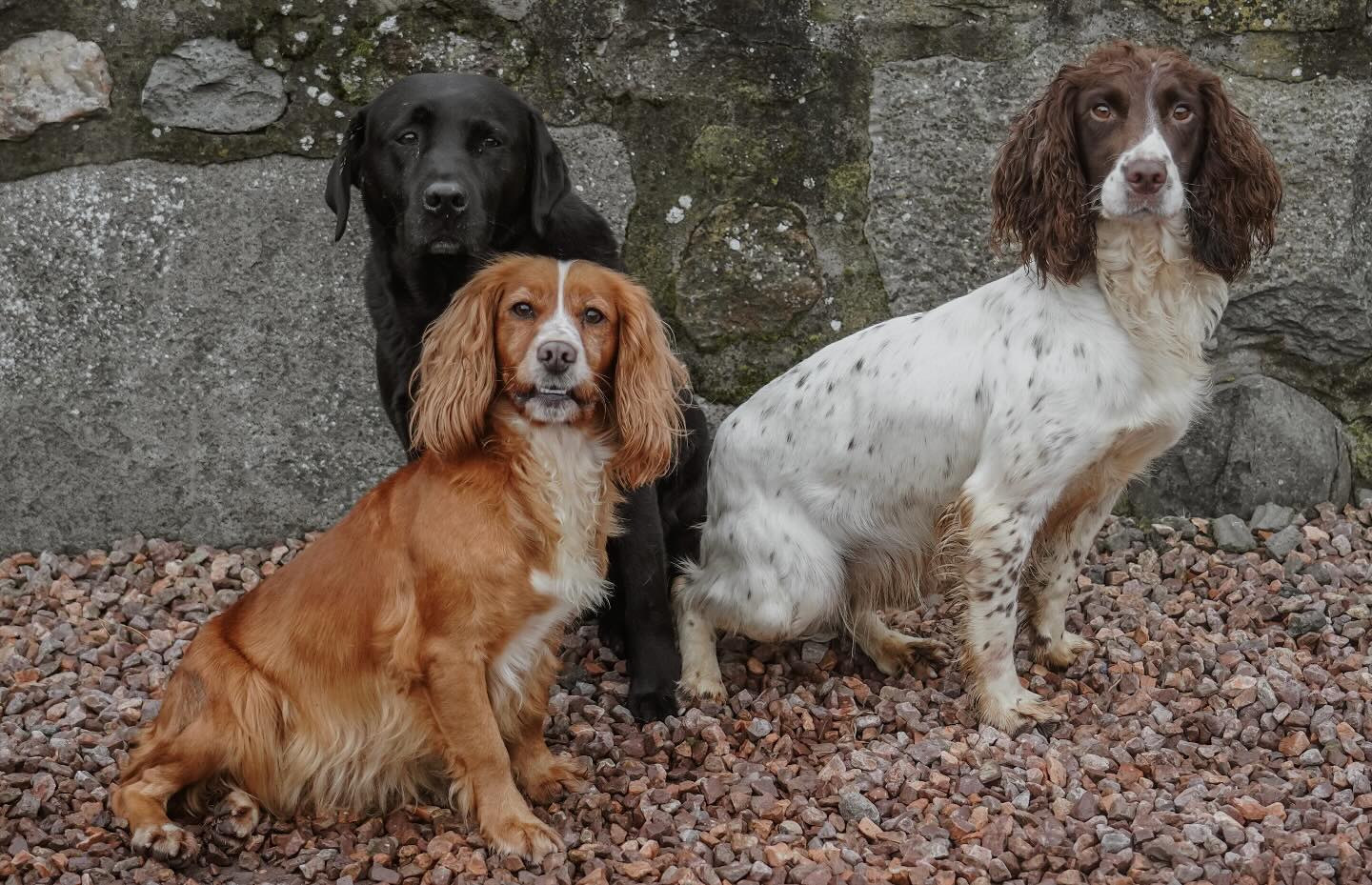 mordor-gundogs-in-response-to-a-recent-youtube-video-facebook
