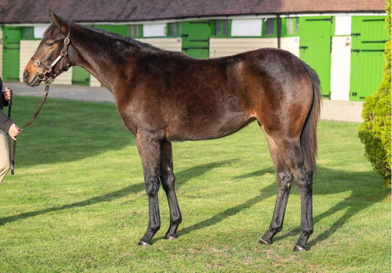 ✨ Raybiya, an Almanzor half-sister to Poule d'Essai des Poulains