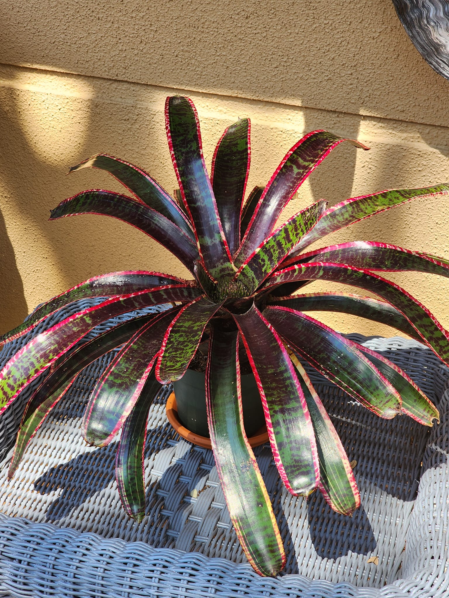 Neoregelia Variegated ブロメリア・エアープランツ Lucifer