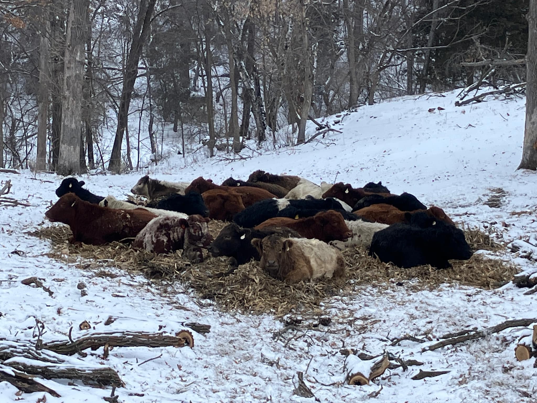 Pine Ridge Ranch 100% Grass fed and Grass Finished Beef | Chatfield MN