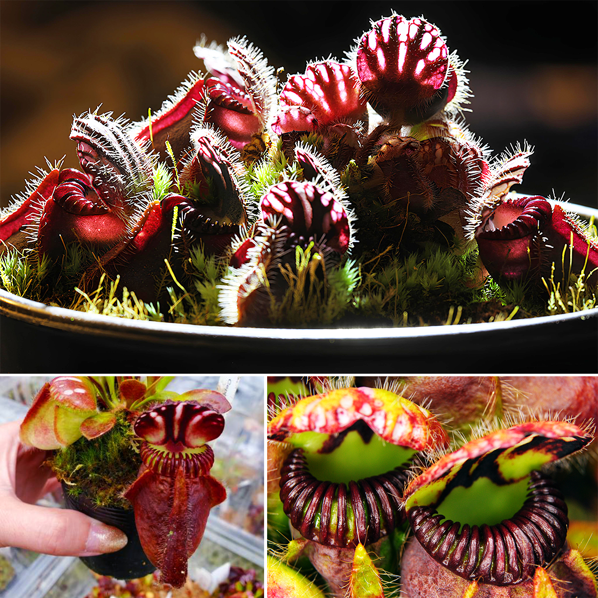 A large specimen of Cephalotus follicularis growing in the wild