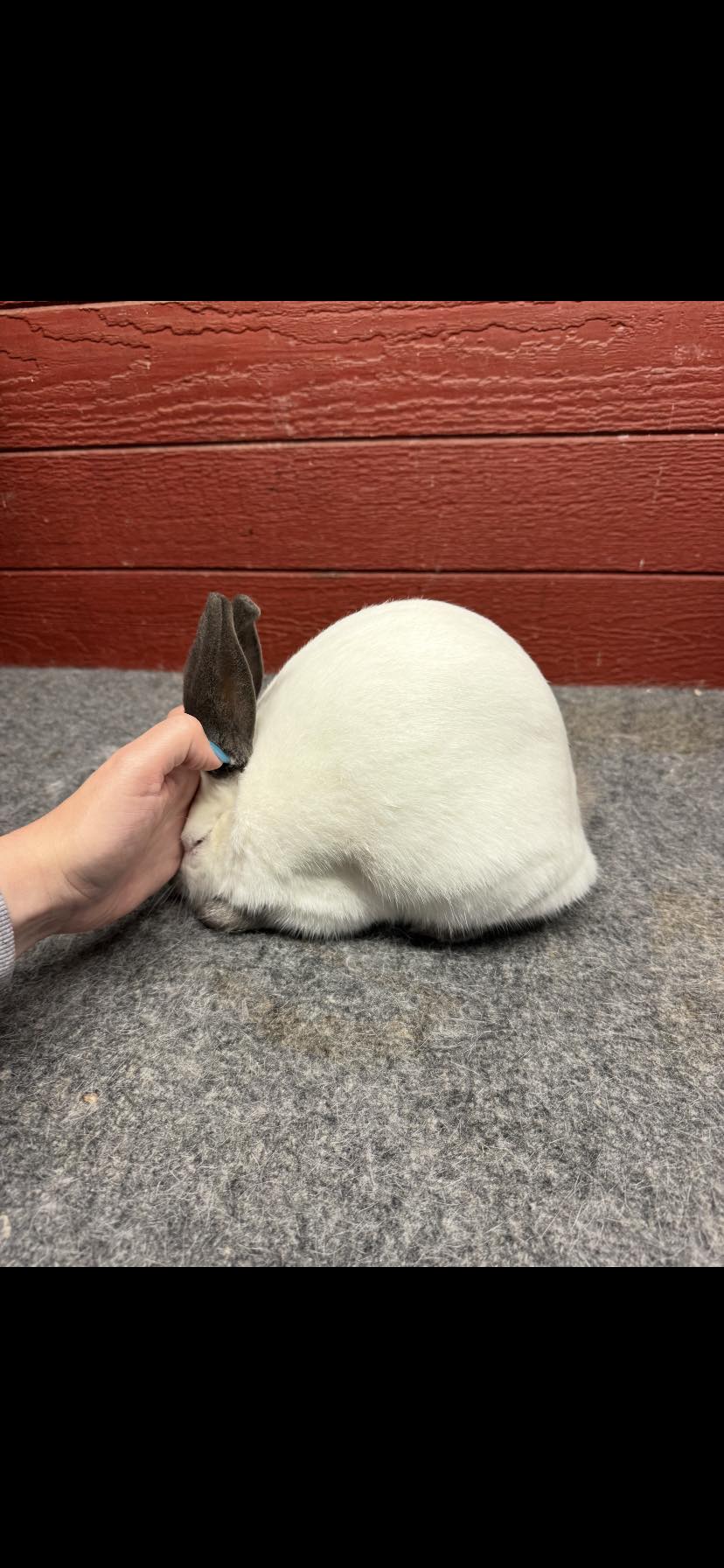 National... - National Californian Rabbit Specialty Club