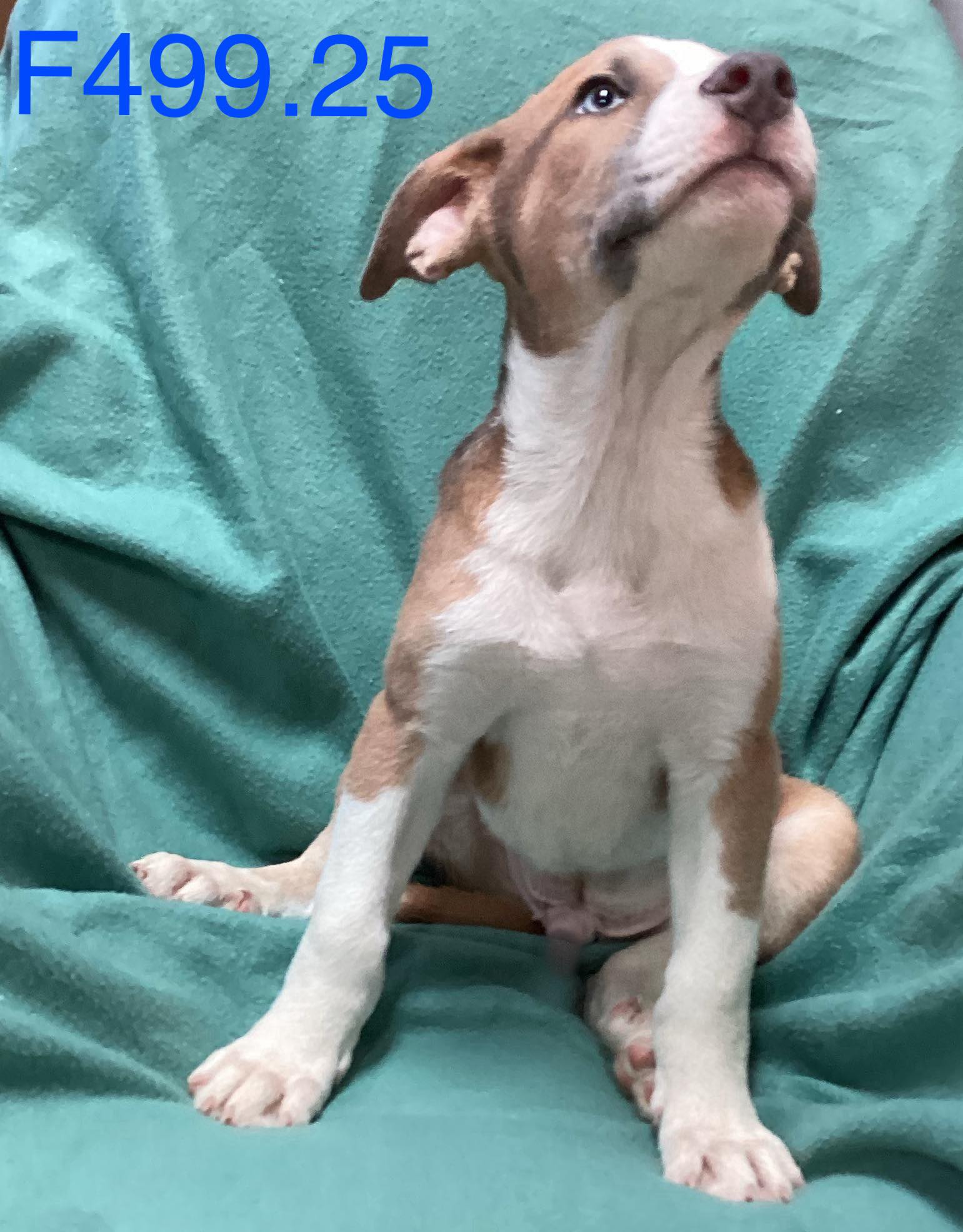 Kerr - Rescue Adopted 8-1-25 This pup has been adopted by a rescue and ...