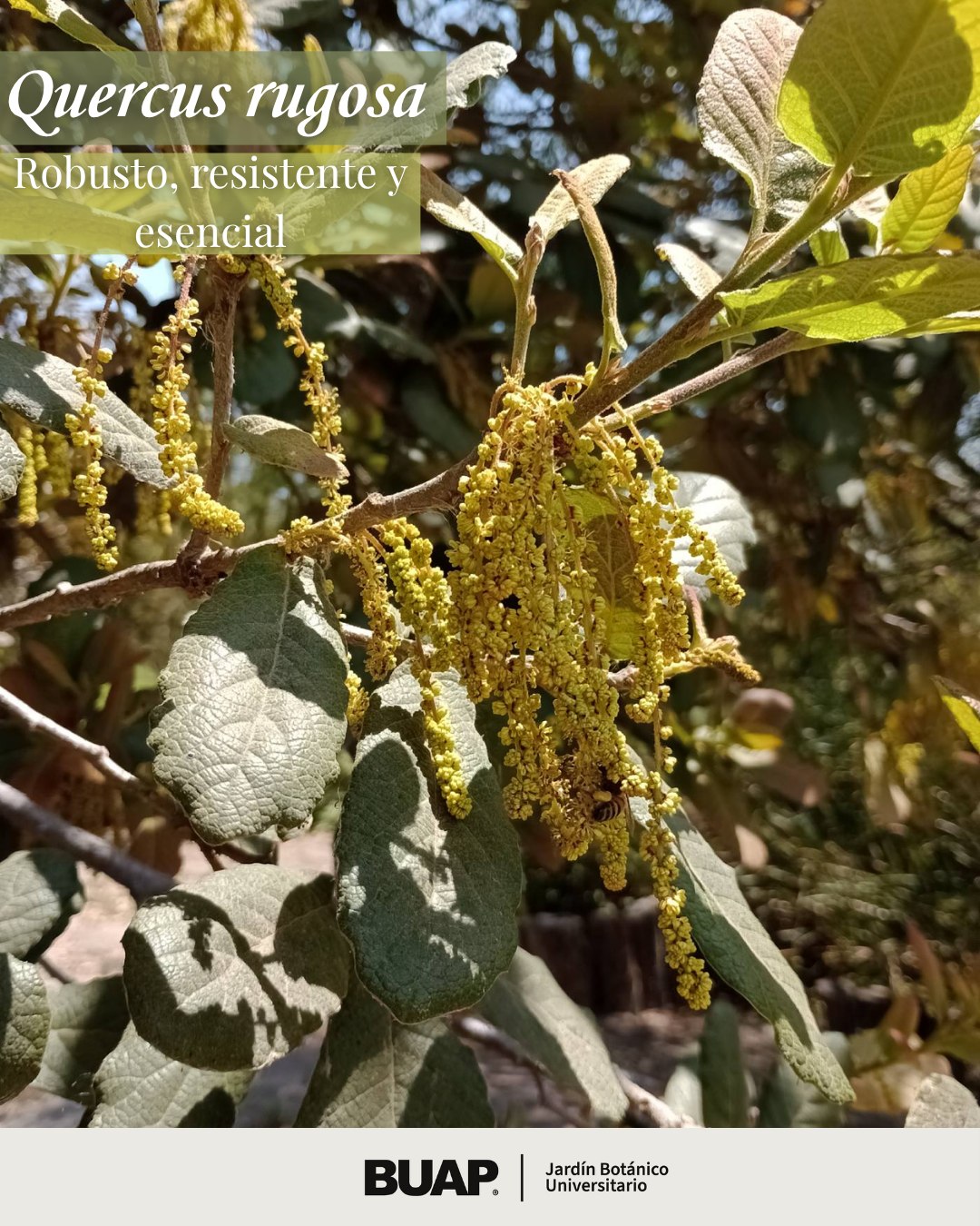 También conocido como encino roble... - Jardín Botánico BUAP | Facebook