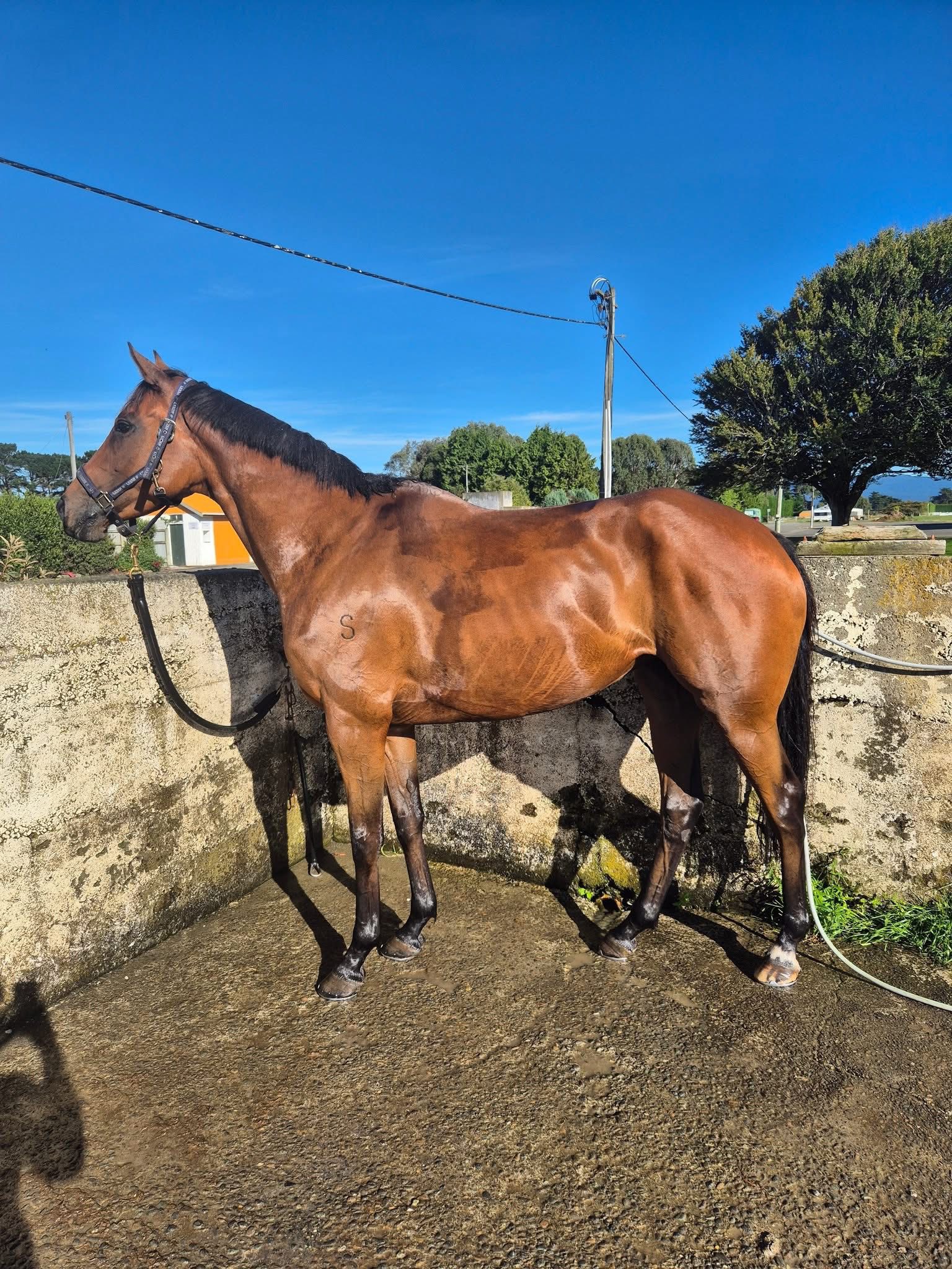 EventStars - Adding some pics & info from Gigis racing stable - nice to ...
