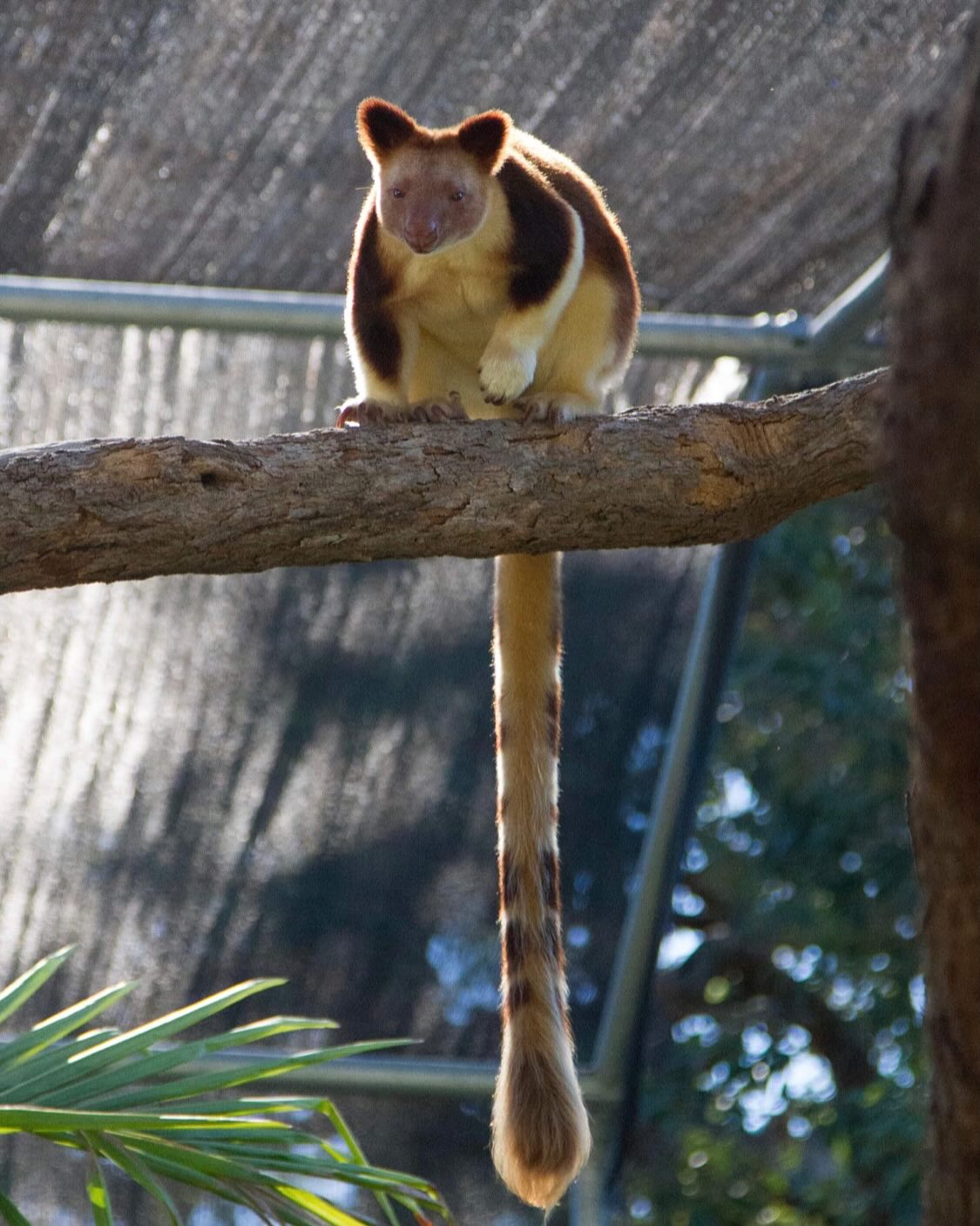 Tree Roo Rescue and Conservation Centre Ltd