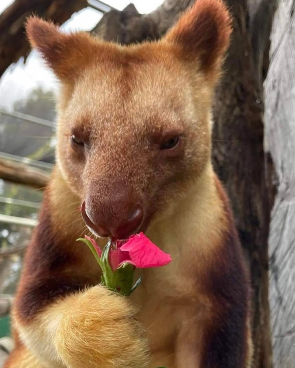 Tree Roo Rescue and Conservation Centre Ltd