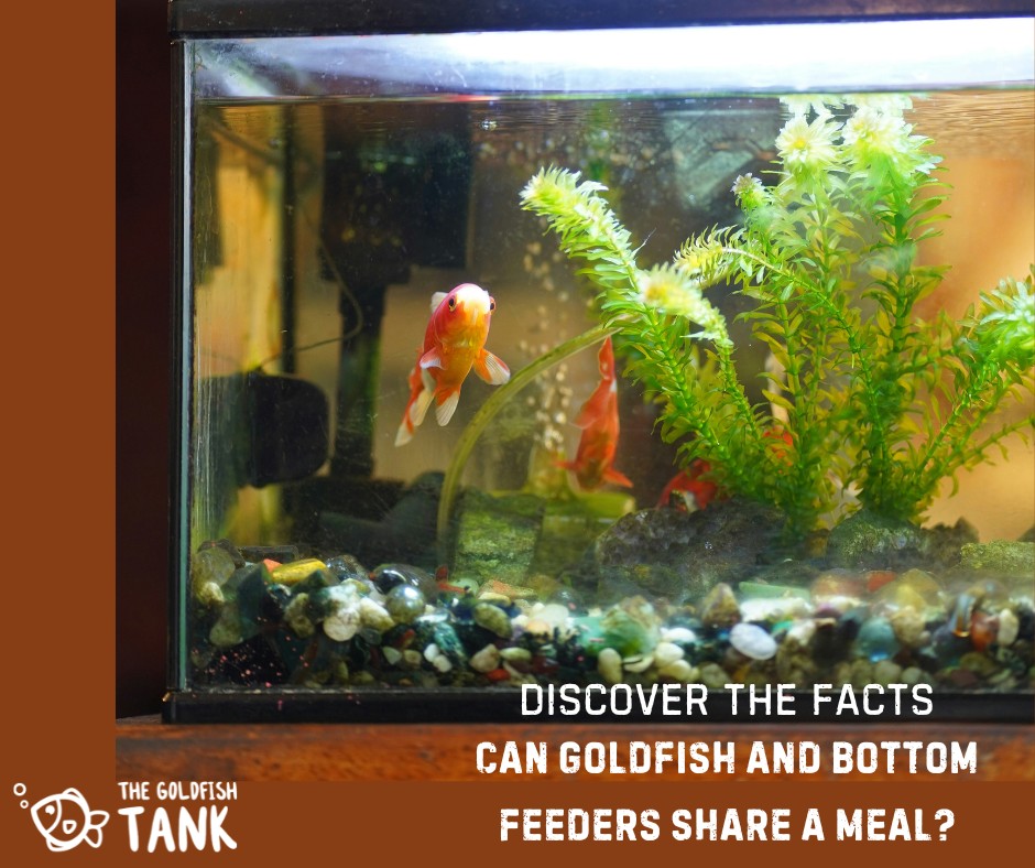 Curated visual reference: Gallery Detail: The Goldfish Confused About Whether Goldfish Can Eat The Same