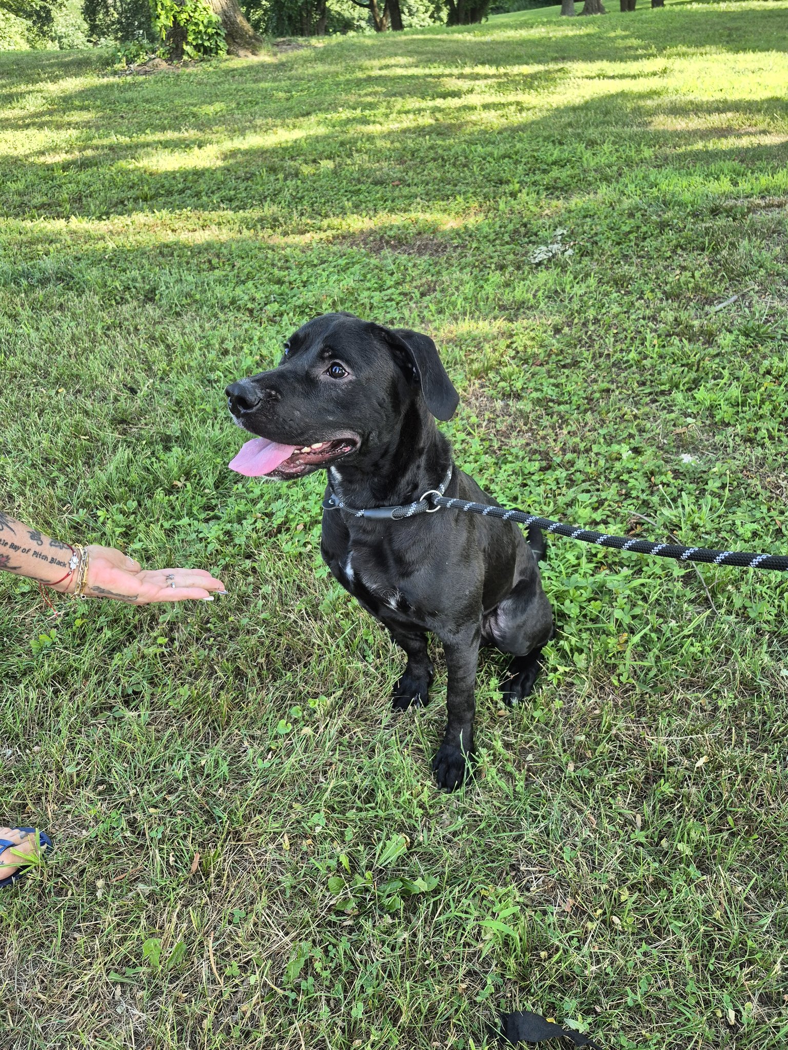 Rescue Ride🌟 Meet... - Brookline Labrador Retriever Rescue | Facebook