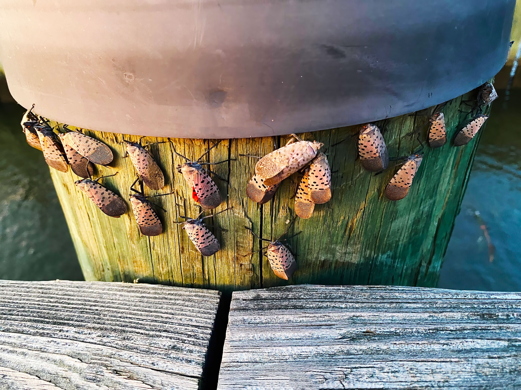 University - Bad news .... there's another new invasive insect making ...