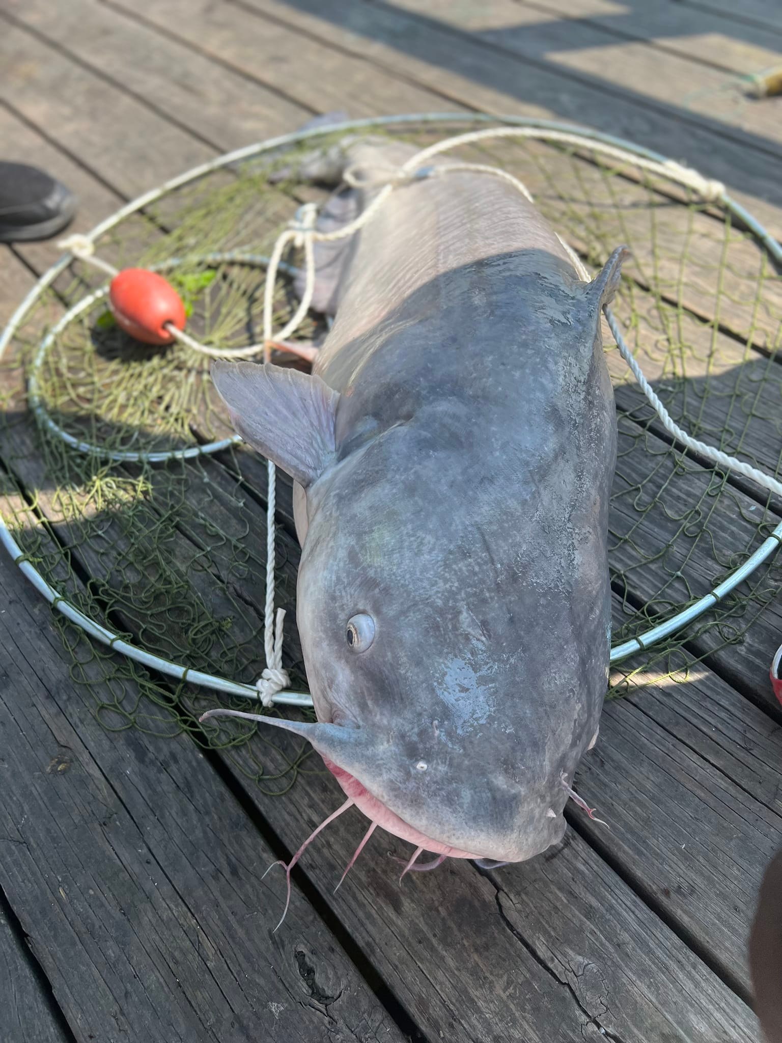 artificial lures for rainbow trout Internally weighted body creates Maui Light-Up and Sound Model:BASX68MXF Reels | Baitcasting