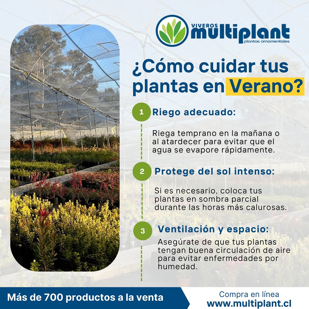 Vivero - ¡El verano puede ser todo un reto para tus plantas! 🌞🌱 Aquí te ...