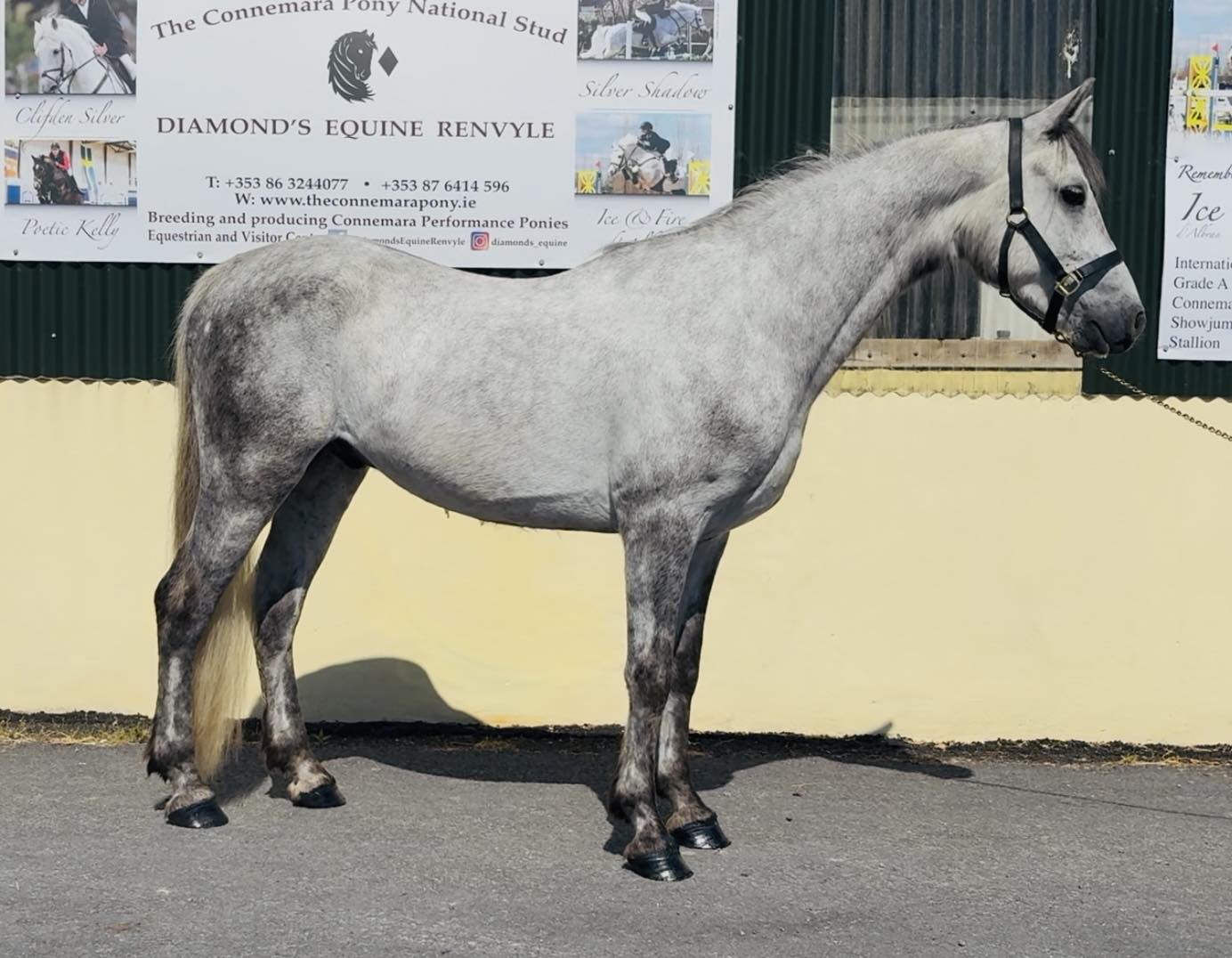 Lot No: 360 Looking for a new 🏠 Grey Gelding, 4yo @ Clifden 🐴⛵️ ...