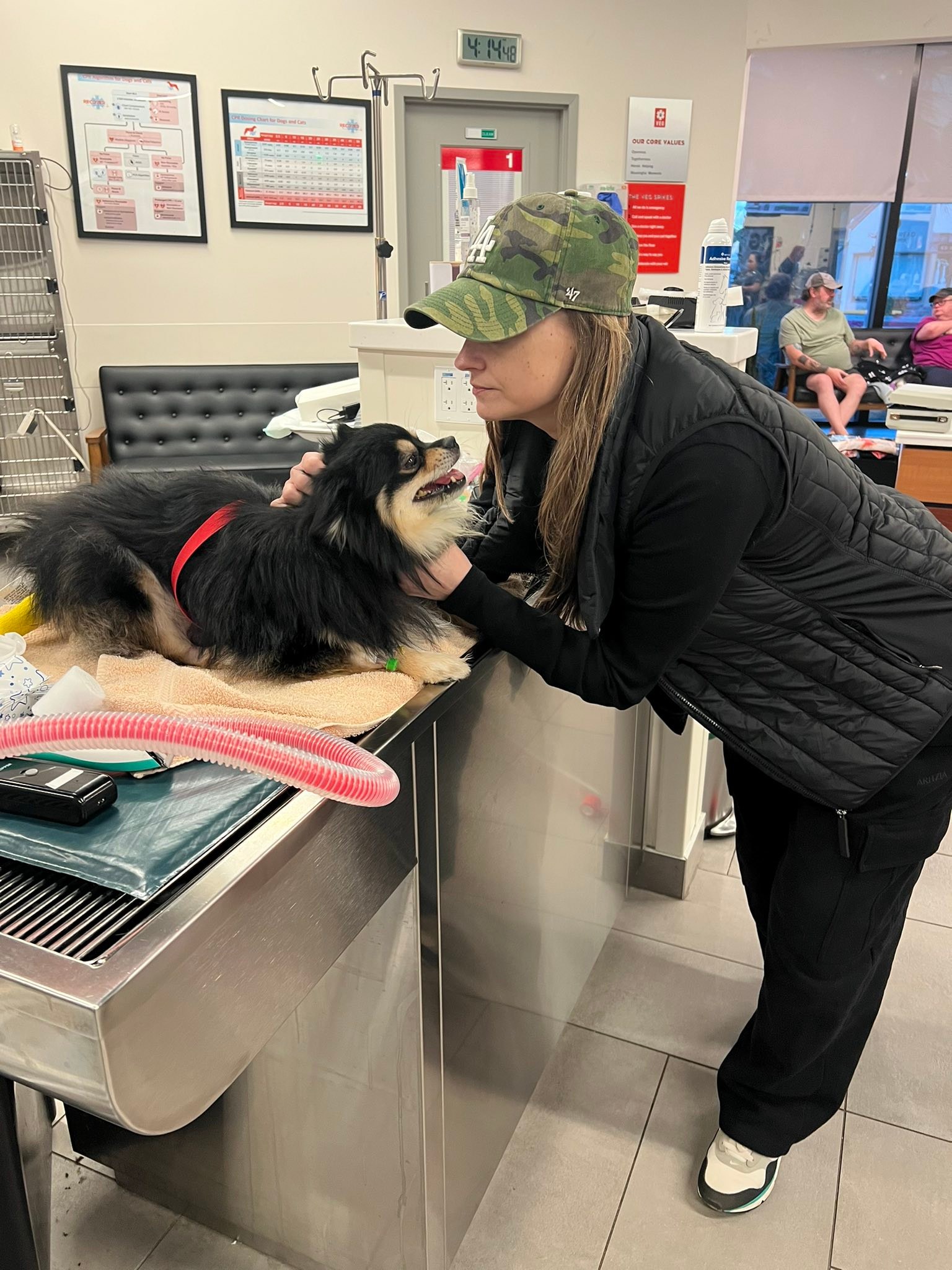 Chow Chow Rescue Society - We are not trying to panic people but, we ...