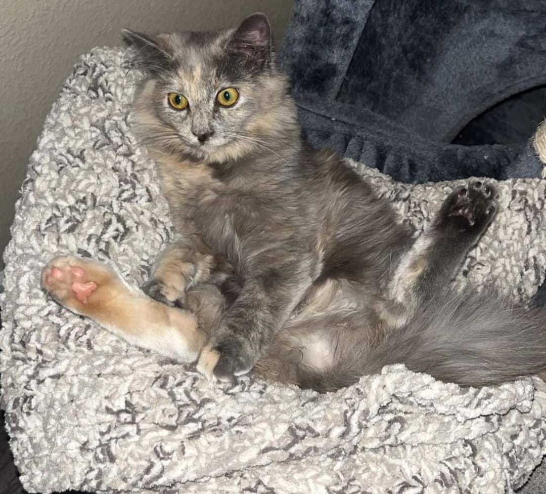 kitty klow Naming my adopted cat Willow Comparative physiological and transcriptomic