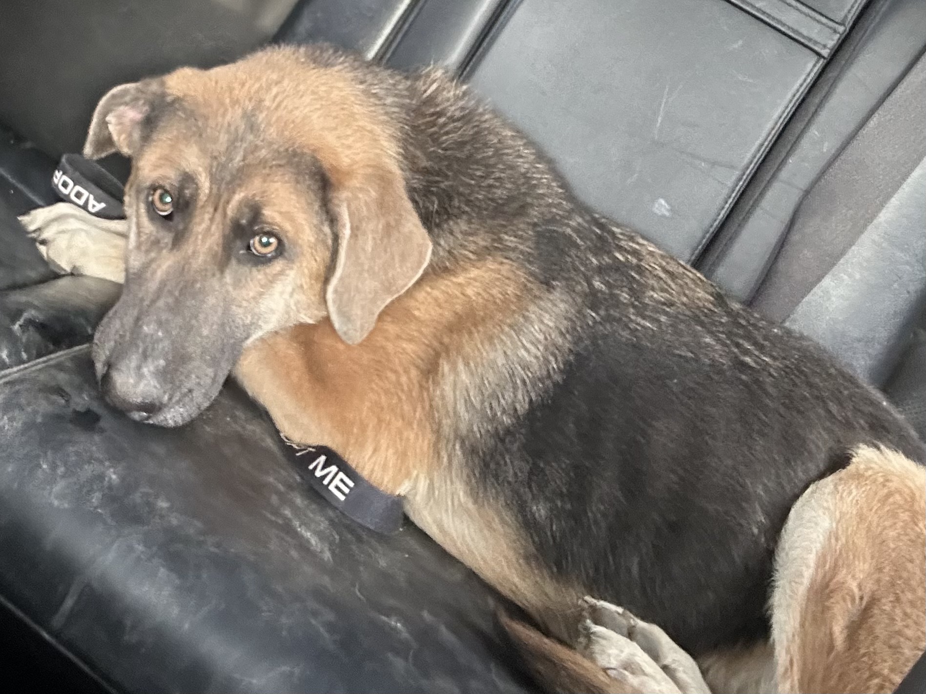 🌸 Meet Dutchess! 🌸 This... - Humane Center of Tioga County | Facebook