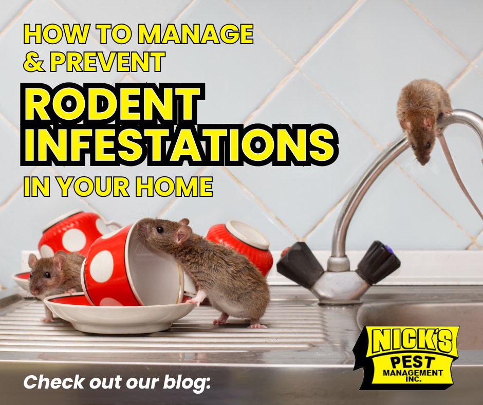 Nick's - Rodents are common pests that can cause damage to your home ...