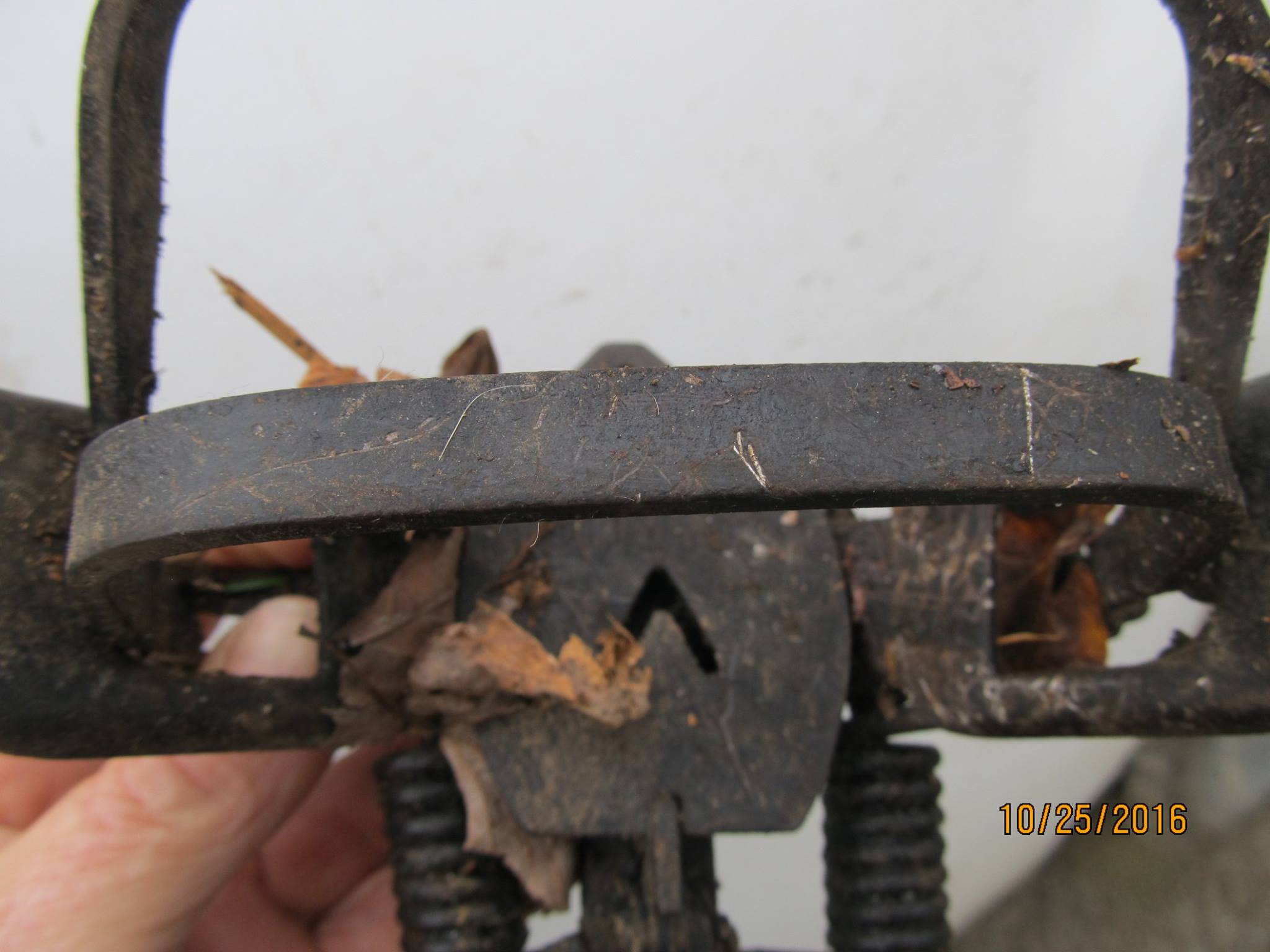 Minnesota Brand MB 550 Rubber Jaw Trap (2-Coil) Made in U.S.A