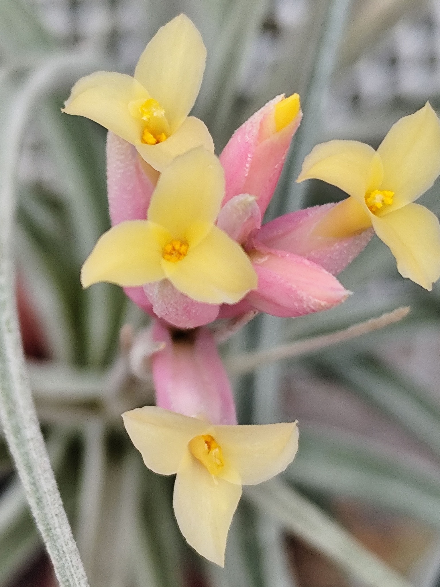 Ensemble insolite de 3 tillandsias