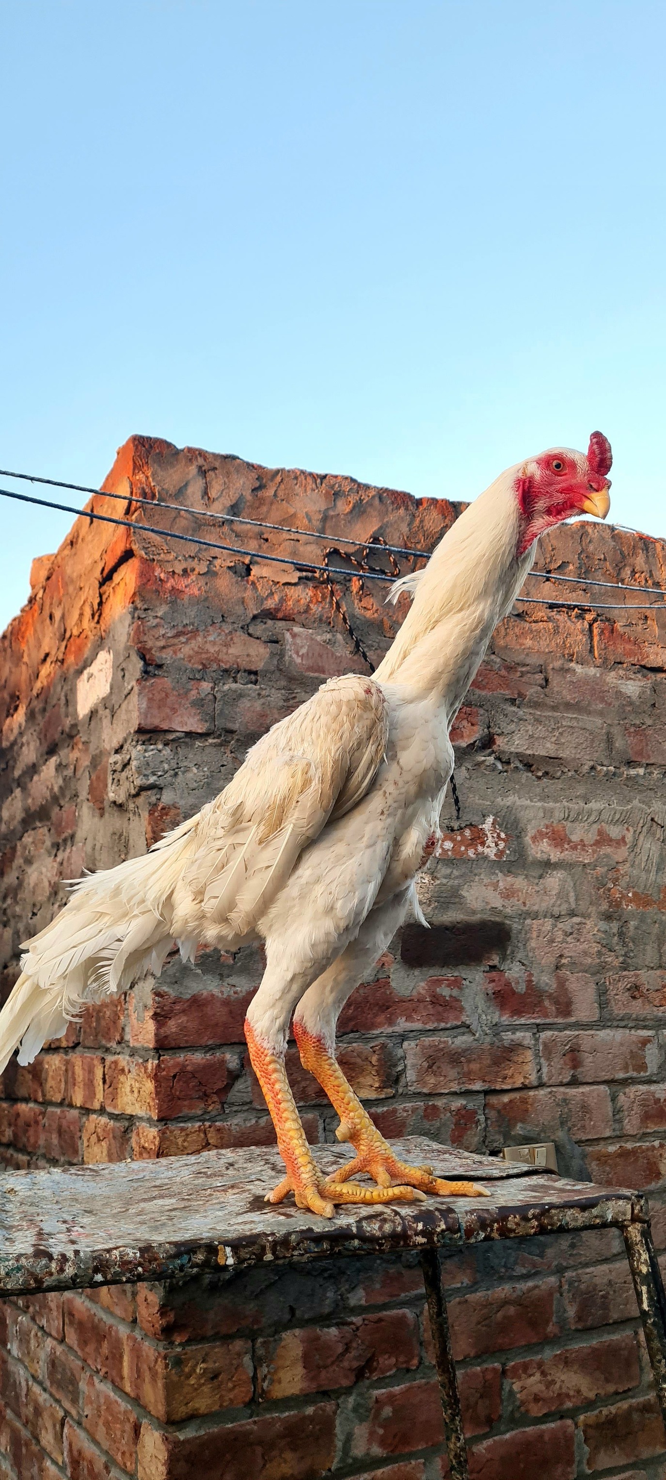 Lahore Shamo