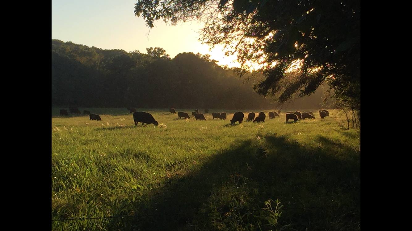 MC Grodie Farms