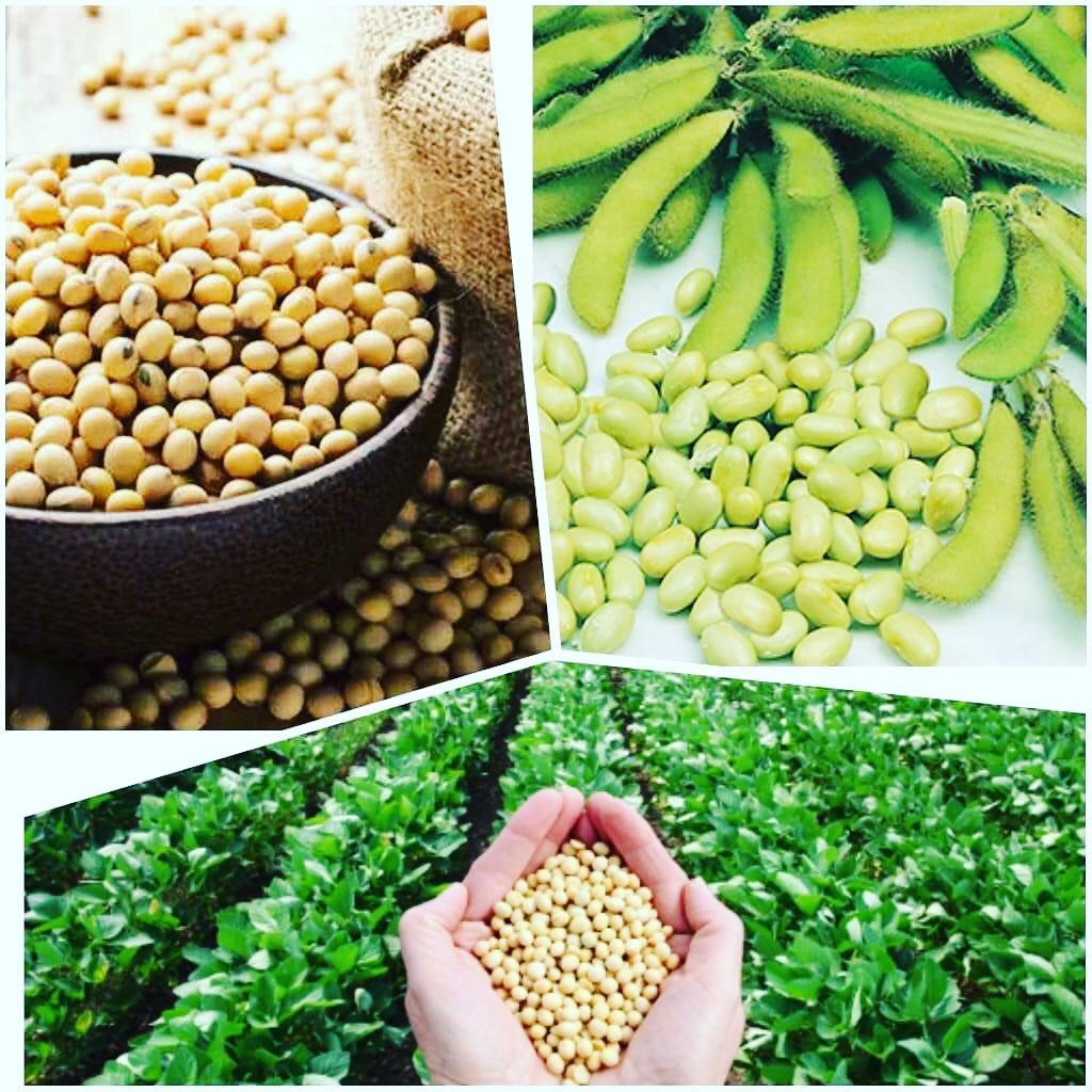 Tepung Qeramat Hq Apa Itu Kacang Soya Perkongsiaan Bersama Kacang Soya Ialah Sejenis Tumbuhan Yang Berasal Dari Asia Timur Pokoknya Yang Tegak Dan Rimbun Berukuran Sehingga 70