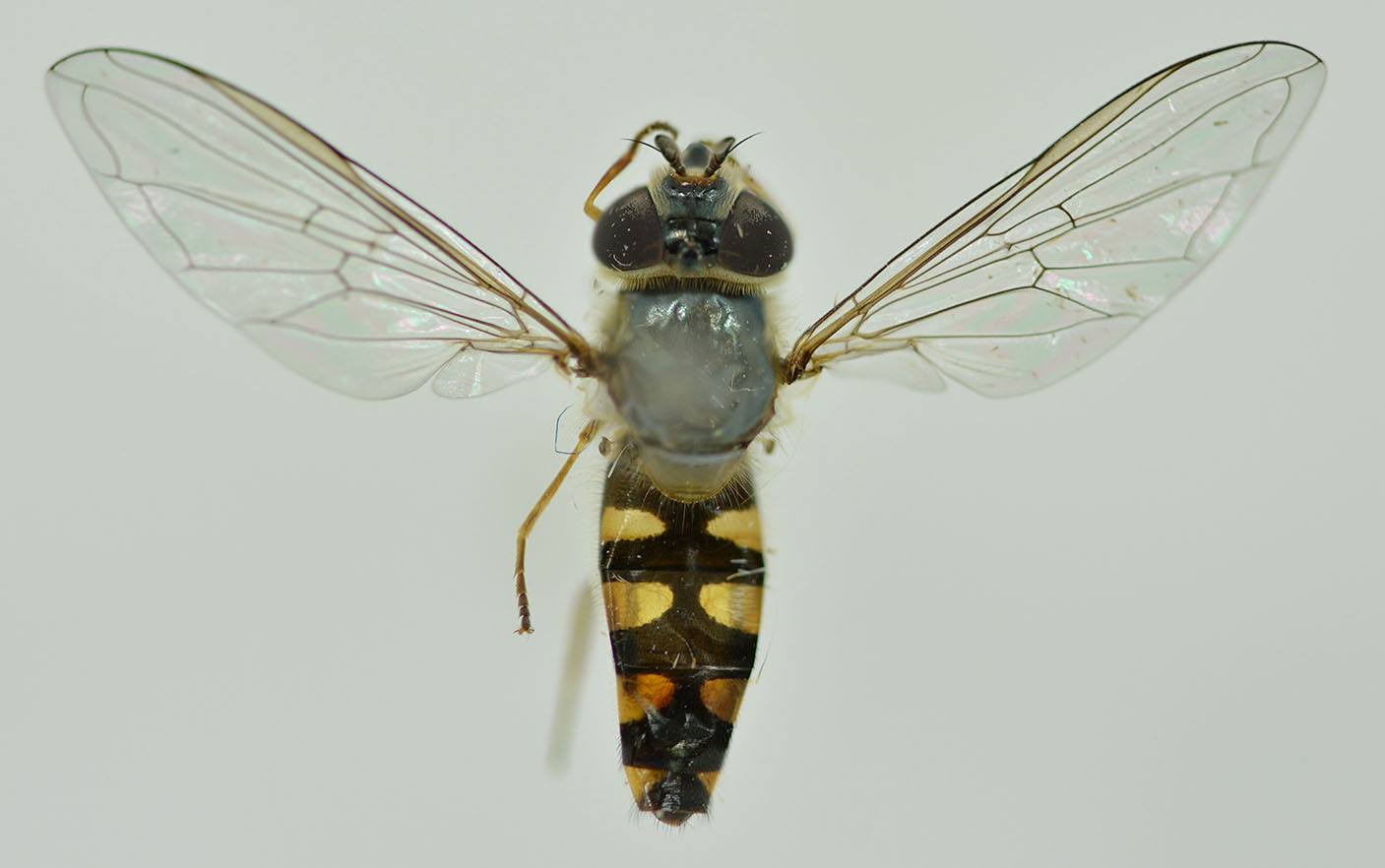 JJ's Family Pest Management | Gold Coast QLD