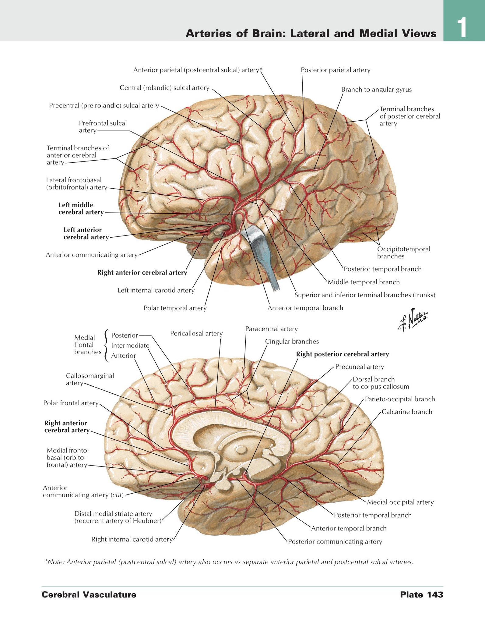 Atlas Brain Connections Human 洋書　匿名配送 of