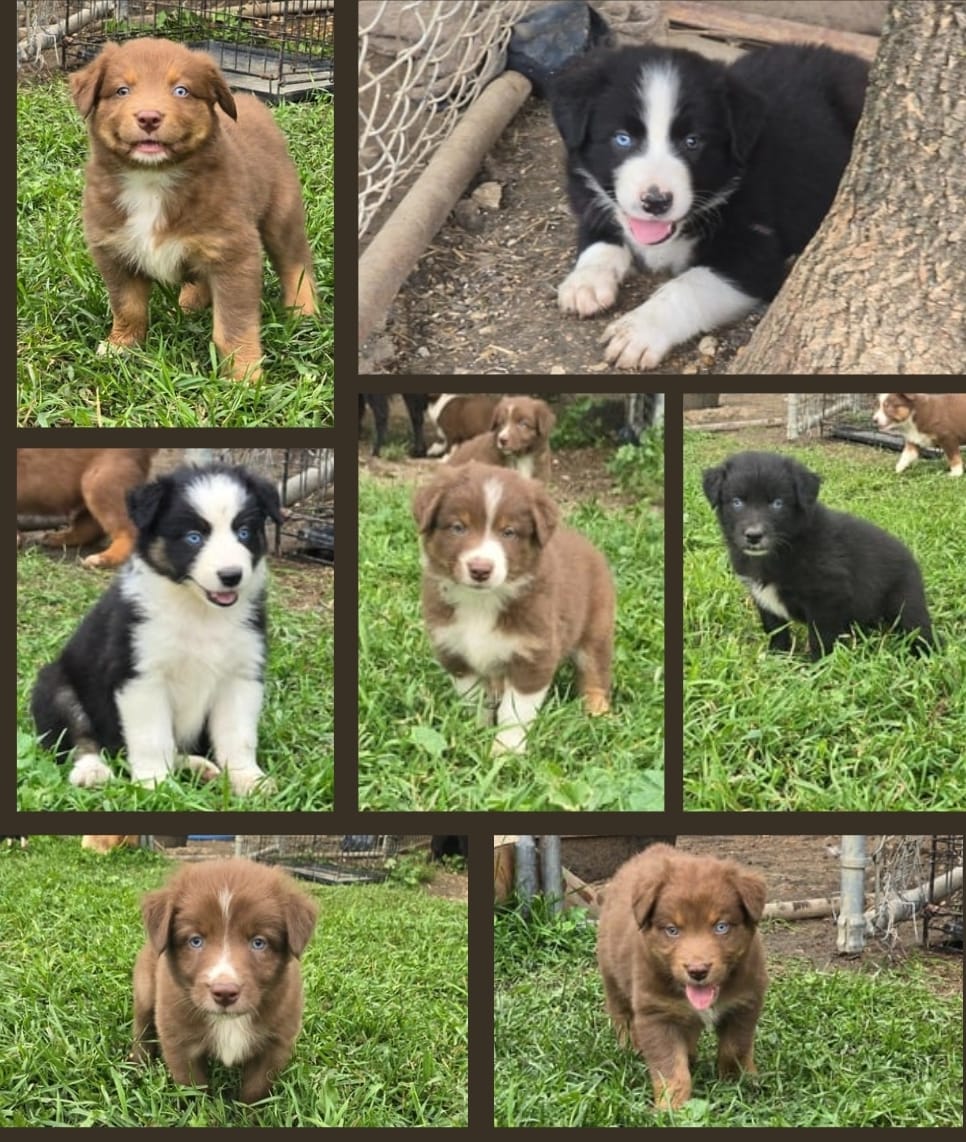 Double - 🐾Standard Australian Shepherds🐾 🦴Registered ASDR 🦴out of ...