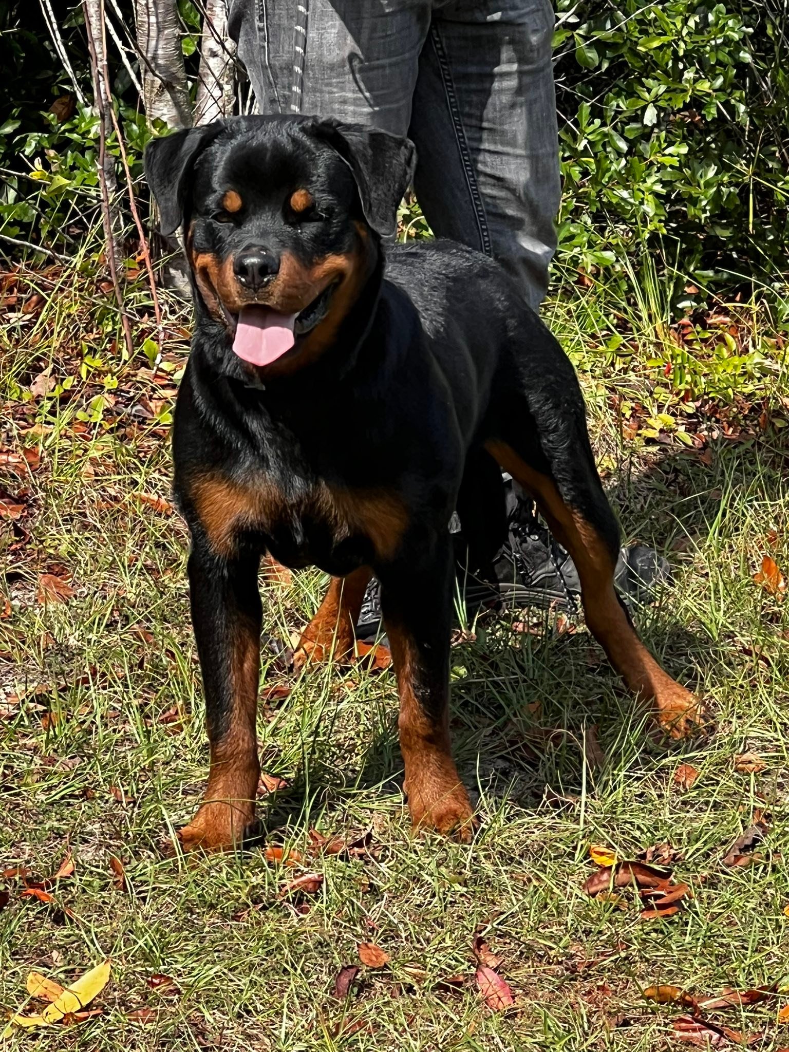 ARV-American Rottweiler Verein