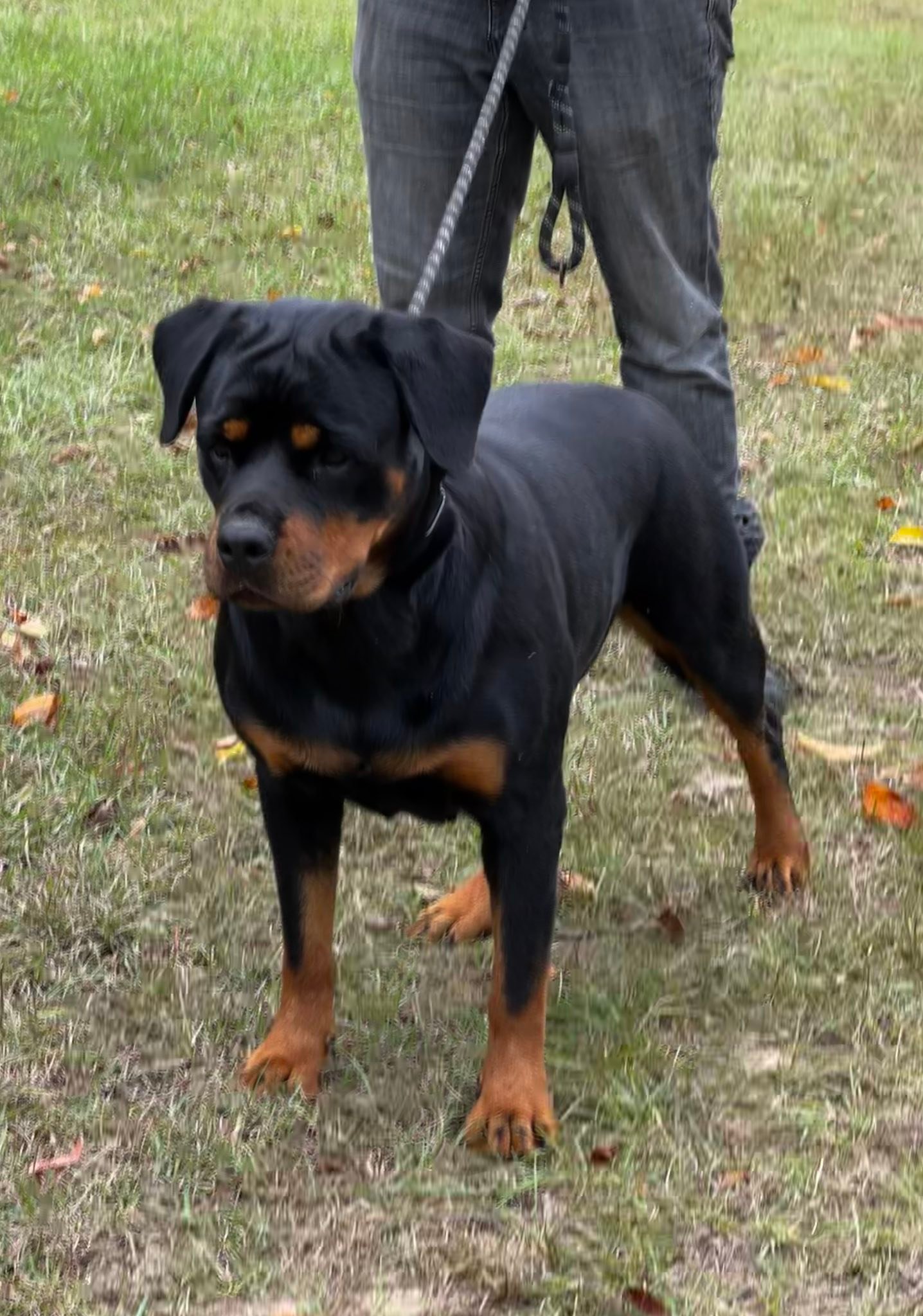 ARV-American Rottweiler Verein