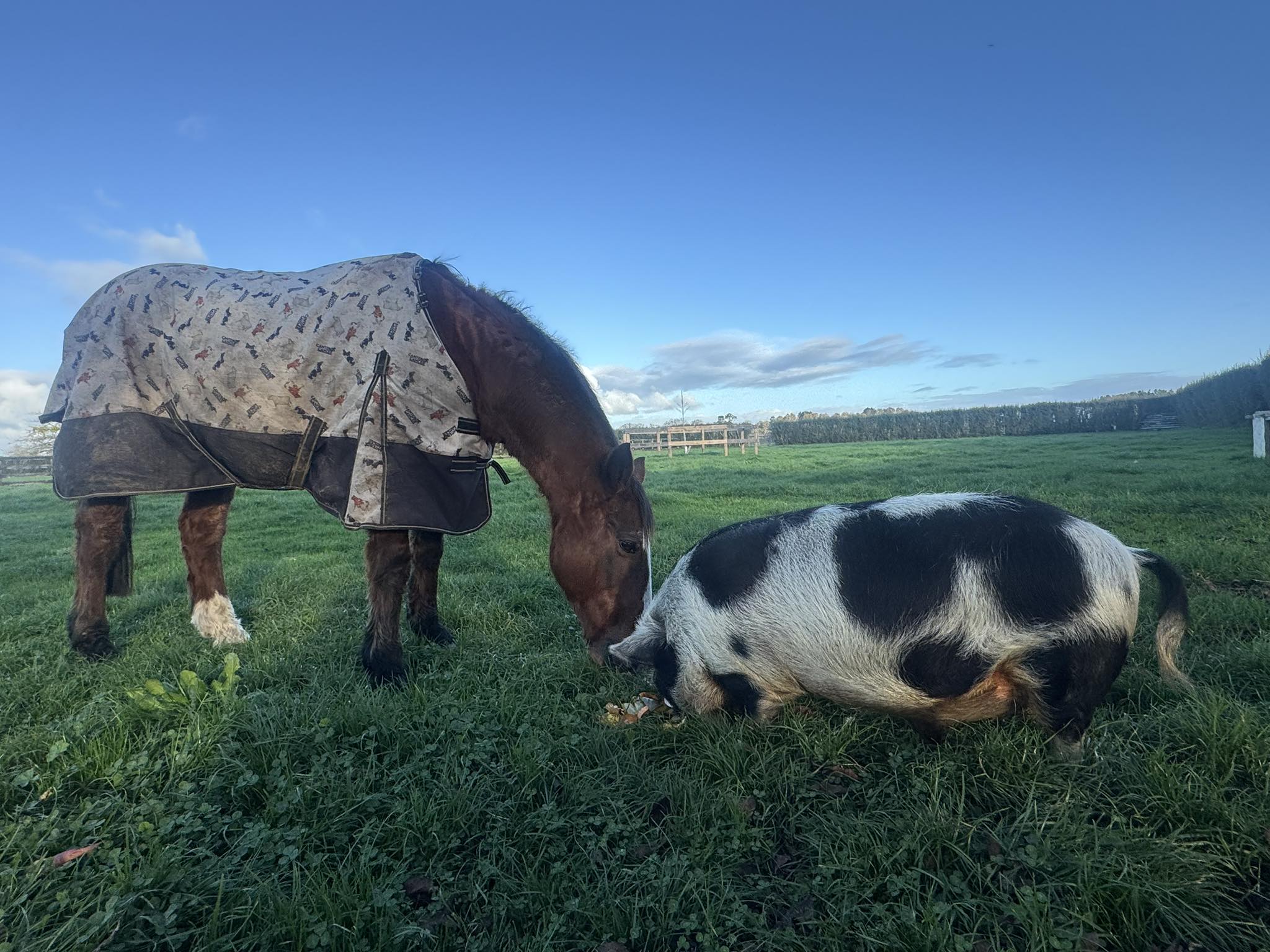 EventStars - Former Pony of the Year winner, well known Grand Prix ...