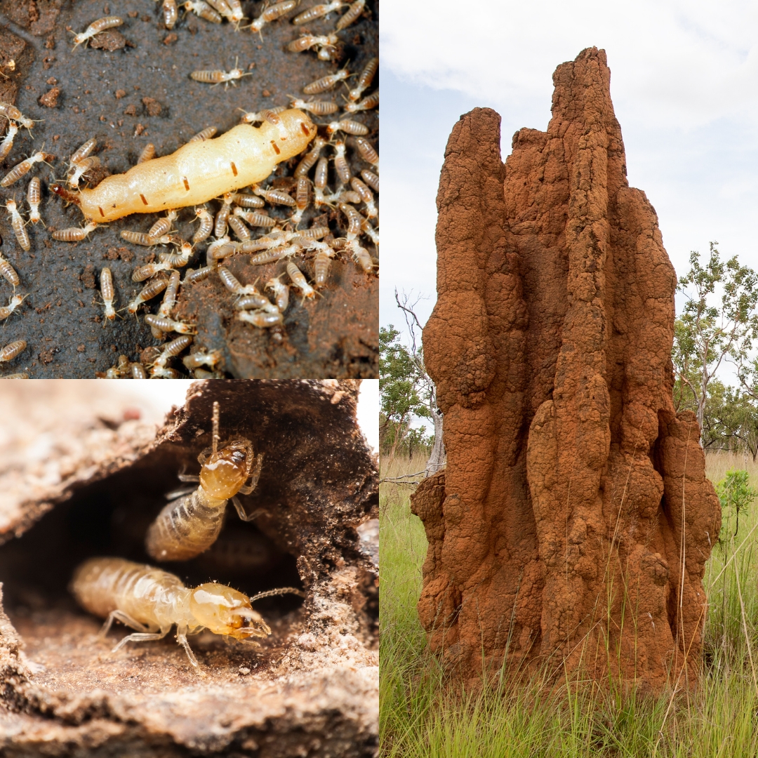 Termimesh - Termites are fascinating creatures that are more than just ...
