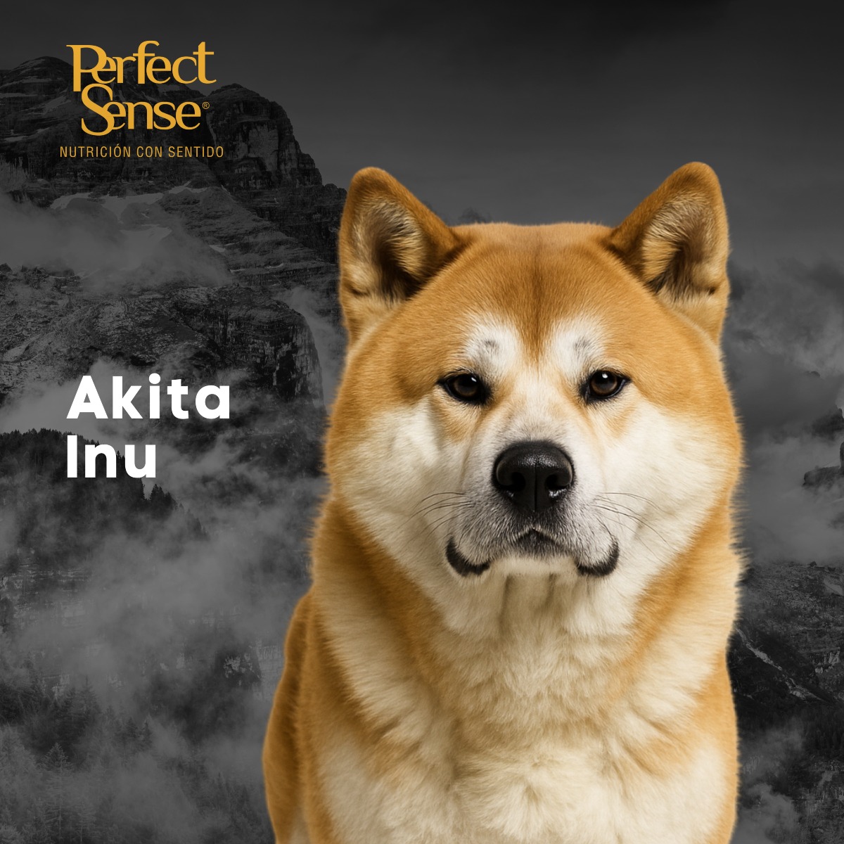 Perfect - El Akita Inu es símbolo de lealtad y nobleza en la cultura ...