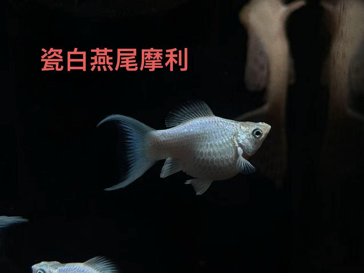 荃灣水族情迷aquadesign added a new photo. - 荃灣水族情迷aquadesign