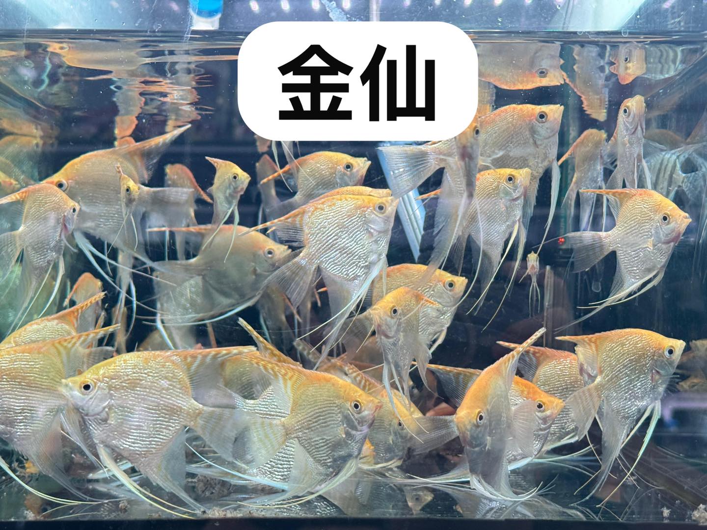荃灣水族情迷aquadesign added a new photo. - 荃灣水族情迷aquadesign