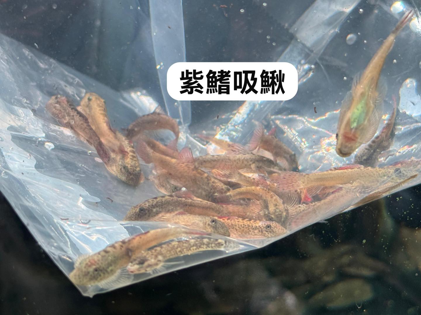 荃灣水族情迷aquadesign added a new photo. - 荃灣水族情迷aquadesign
