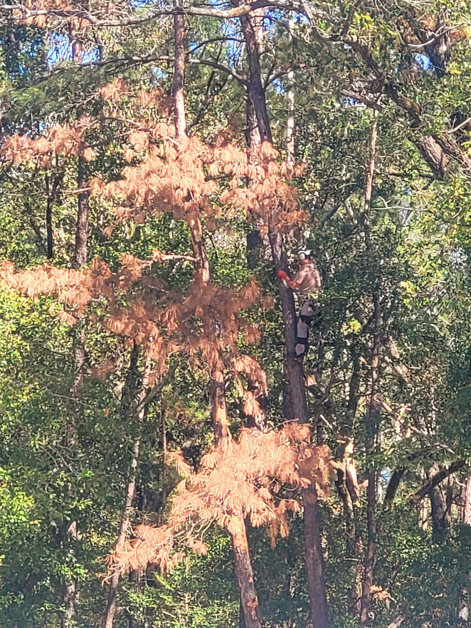 One Way Tree Service